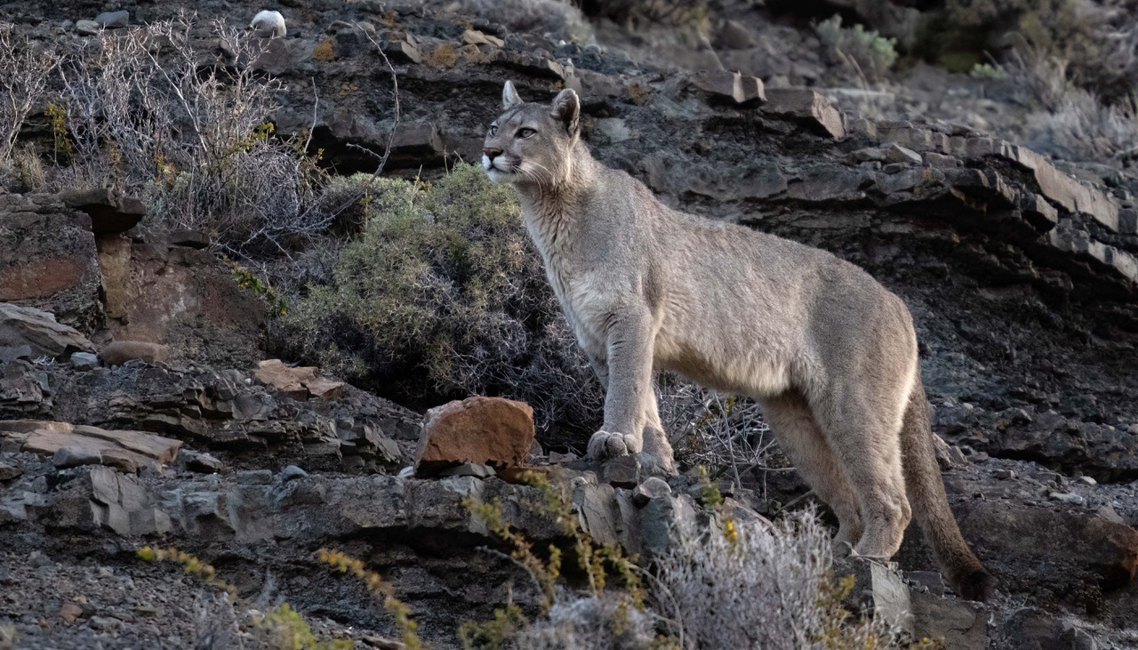 Puma on rocky terrain in the Diablo Range