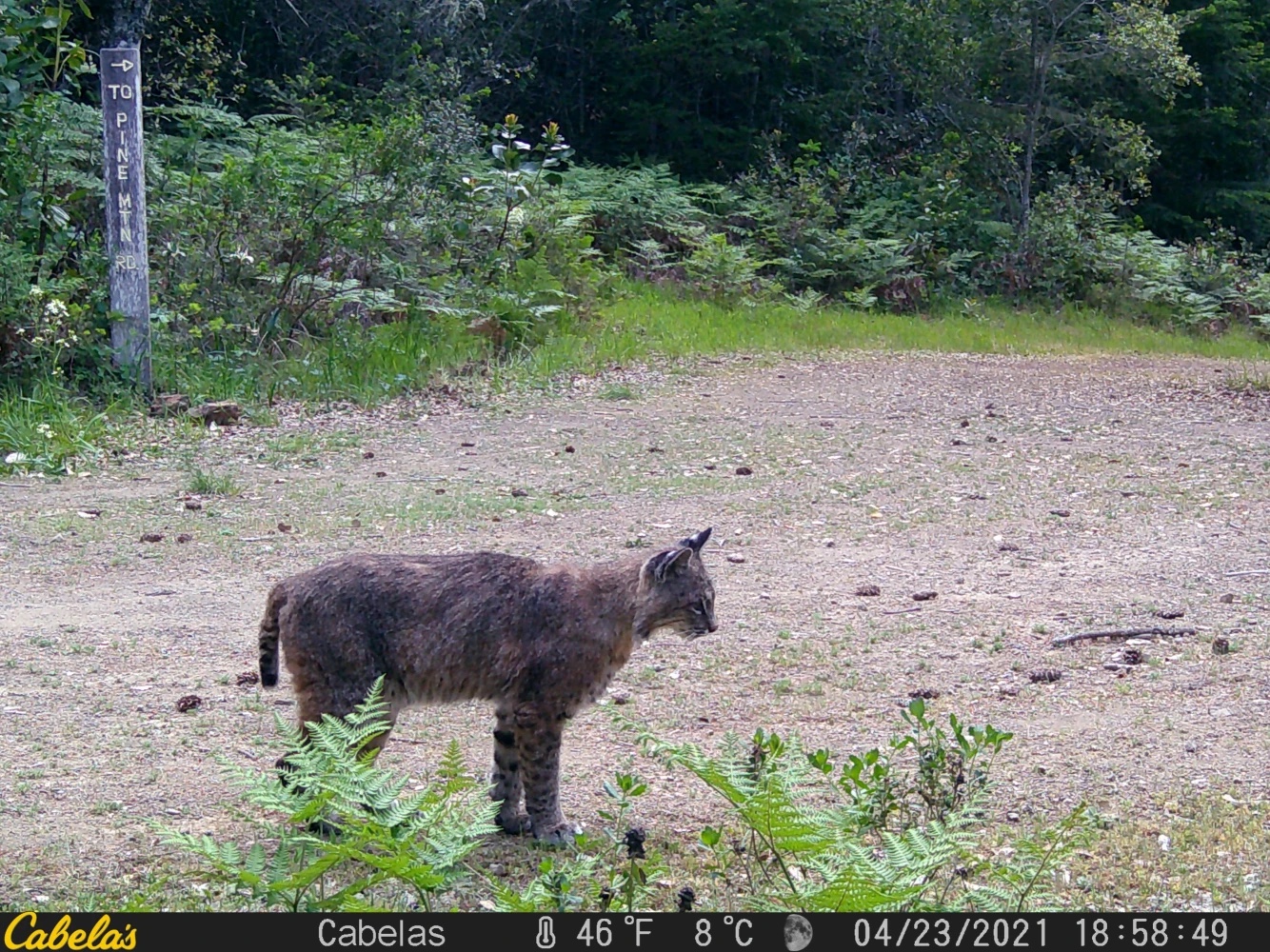 Bay Area bobcat