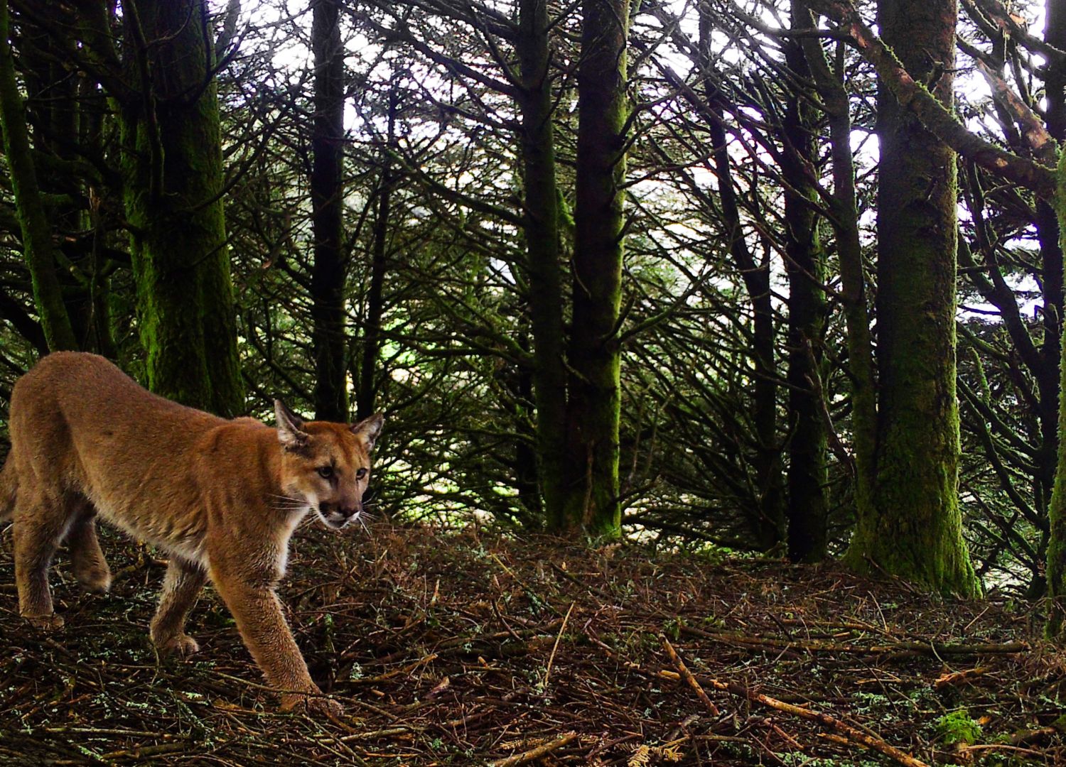 Puma moving through mossy forest