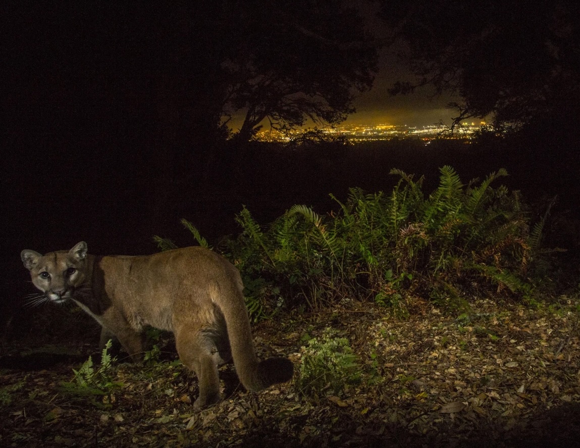 Puma in the wild