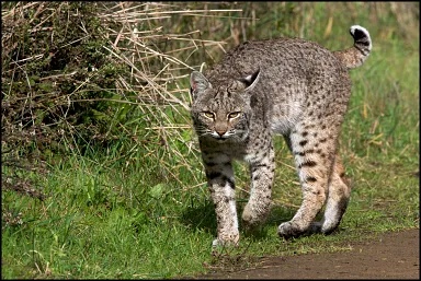 Bobcat