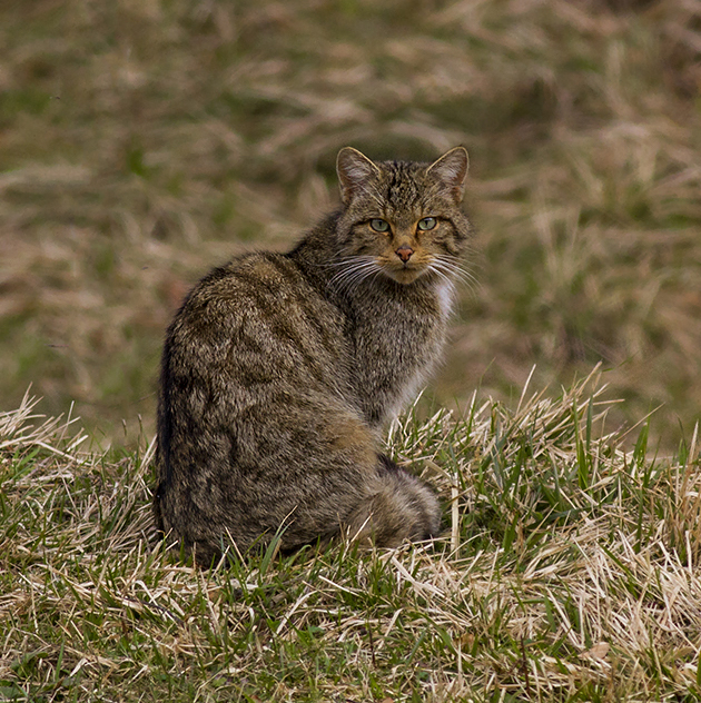 European Wildcat