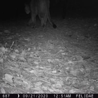 KNG01A SR 09212020 puma  1 