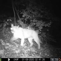 KNG03A DM 01082020 puma  1 4