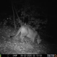 KNG03A DM 05222020 puma  2 