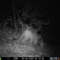 KNG03A DM 05222020 puma  4 