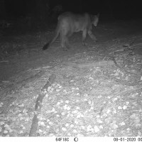 KNG09A 08012020 puma  1 