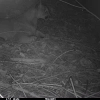 KNG11A JE 09112020 puma  11 