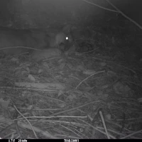 KNG11A JE 09112020 puma  5 