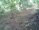 bobcat scraping in the north bay