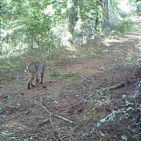 bobcat scraping in the north bay
