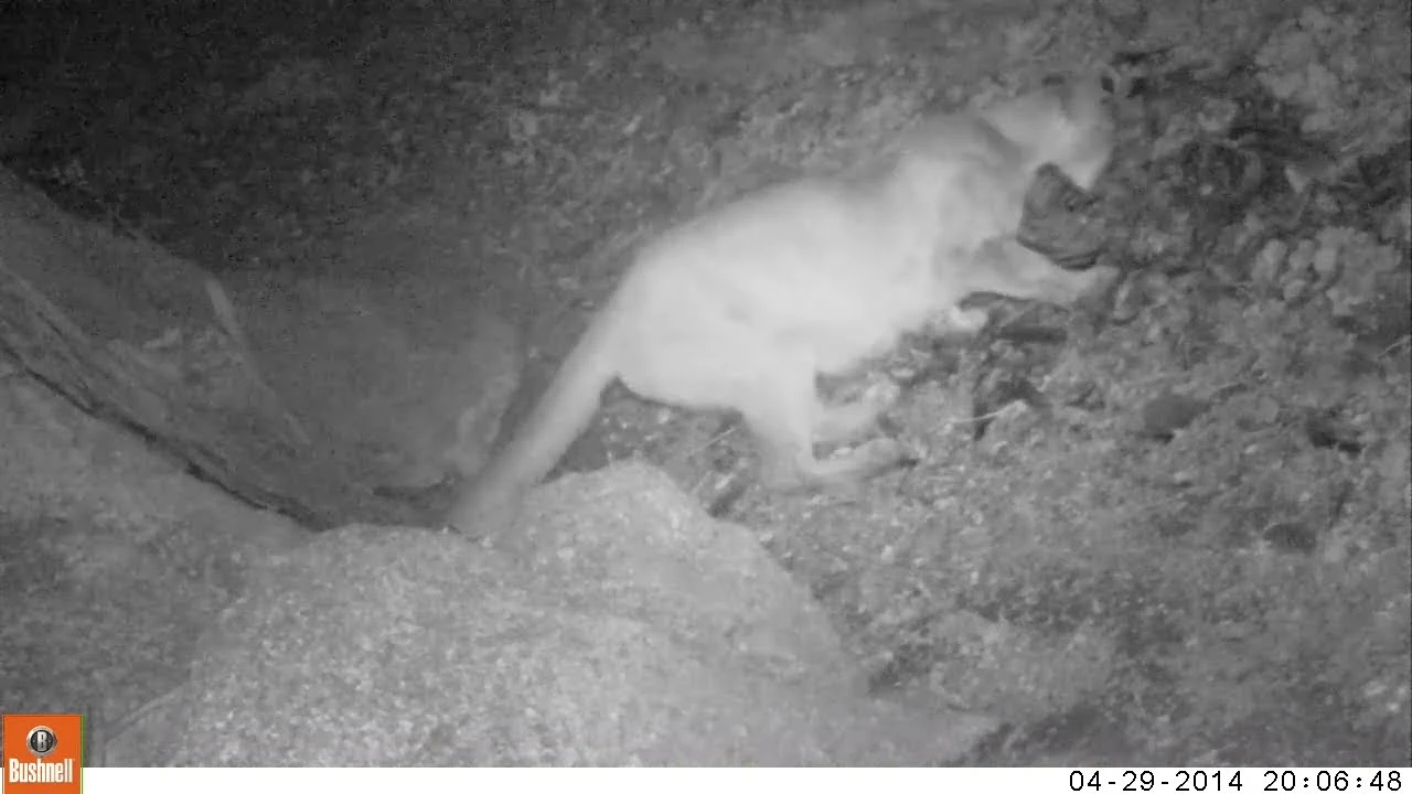 mountain lion feeding on a turkey