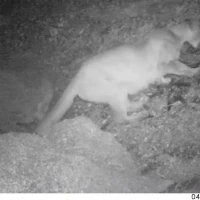 mountain lion feeding on a turkey