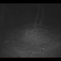 older male puma with a full