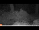 one night in napa sequence