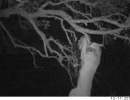 puma in east bay determined to feed