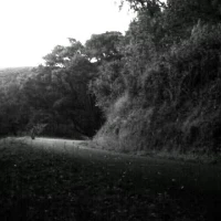 puma traveling in the south bay