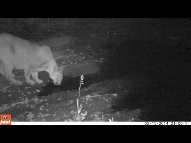 thirsty puma in sf east bay area