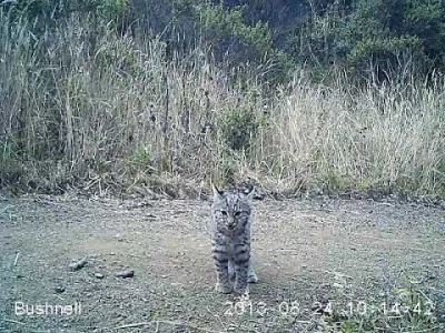 video of the week bobcat kitten in