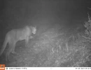 MWD201615C puma