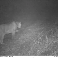 MWD201615C puma