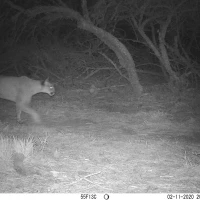 PLT01A puma 02110391