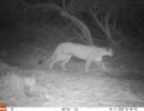 PLT01A puma 02110392