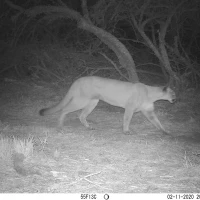 PLT01A puma 02110392