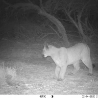 PLT01A puma 02140514