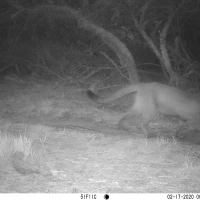 PLT01A puma 02170679