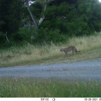 PUC03B puma 05280799