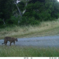 PUC03B puma 05280802