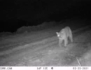 PUC04A puma w  one eye 02230312