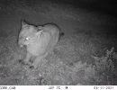PUC05A3 puma 04110427