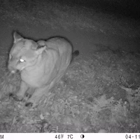 PUC05A3 puma 04110427
