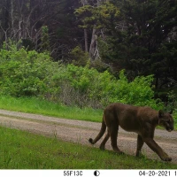 PUC07B puma 04200261