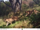RAN12A puma cubs1