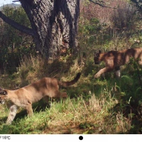 RAN12A puma cubs1