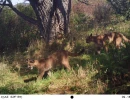 RAN12A puma cubs2