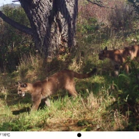 RAN12A puma cubs2