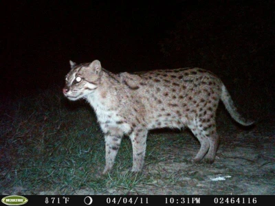 Close Up of a Fishing Cat on a Trail Camera