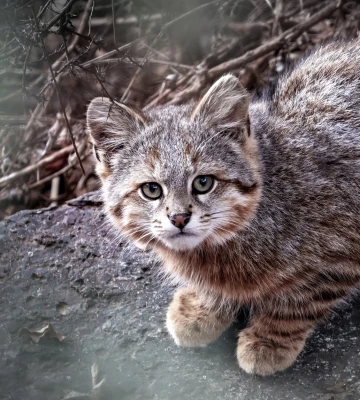 pampas cat 1 cropped