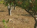 10   Bobcat Heading to Dine in a Safe Place   7