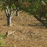 10   Bobcat Heading to Dine in a Safe Place   7