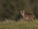 11   Bobcat Hunting in a Field   Trish Carney