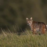 11   Bobcat Hunting in a Field   Trish Carney