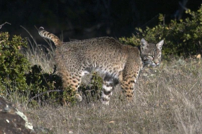 12 Bobcat in Profile Trish Carney 12 Bobcat in Profile Trish Carney