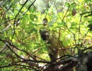 15   Puma Amongst the Leaves   Santa Cruz Mtns