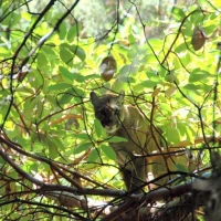 15   Puma Amongst the Leaves   Santa Cruz Mtns