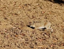 4   Bobcat Stalking prey 1 Kathleen Rose